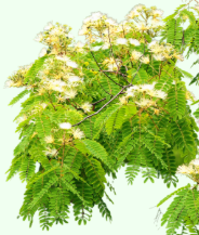Albizzia lebbock (Shirish)